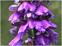 Orchis morio