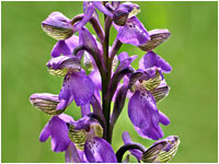 Orchis morio