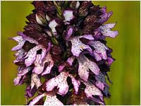 Orchis purpurea