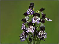 Orchis purpurea