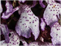 Particolare dei lobi di Orchis purpurea