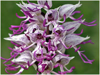 Orchis simia