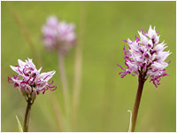 Orchis simia