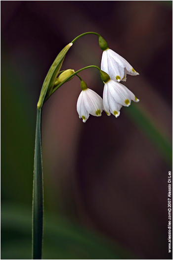 Campanellino estivo [Leucojum aestivum]