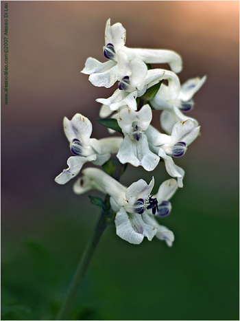 Colombina cava [Corydalis cava]