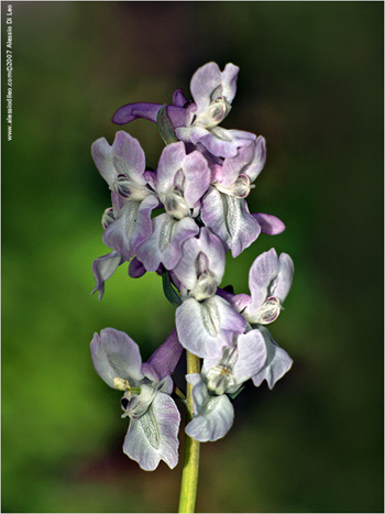 Colombina cava [Corydalis cava]