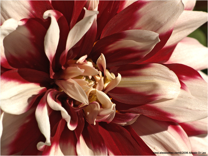 Dahlia