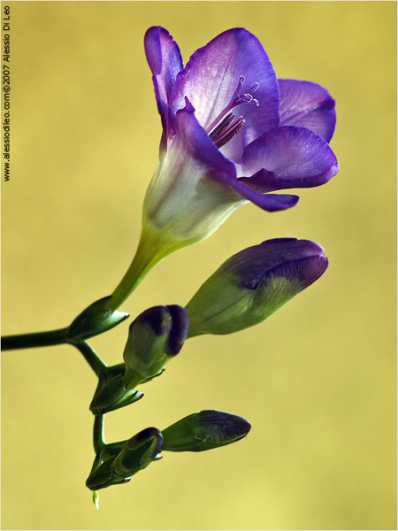 Royale blue Fresia Royale blue Fresia