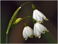 Campanellino estivo [Leucojum aestivum]