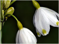 Campanellino estivo [Leucojum aestivum]