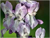 Colombina cava [Corydalis cava]