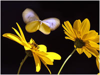 Topinambur [Helianthus tuberosus]