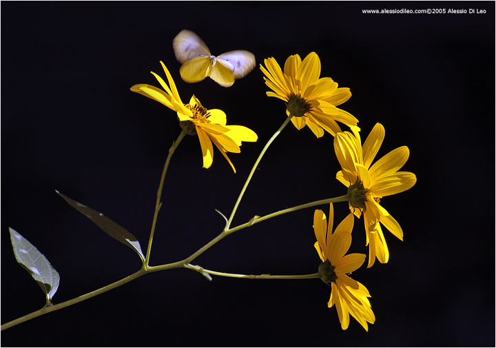 Topinambur [Helianthus tuberosus]