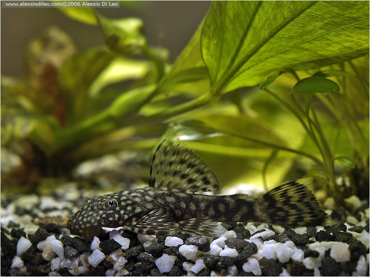 Loricaride Ancistrus sp. femmina