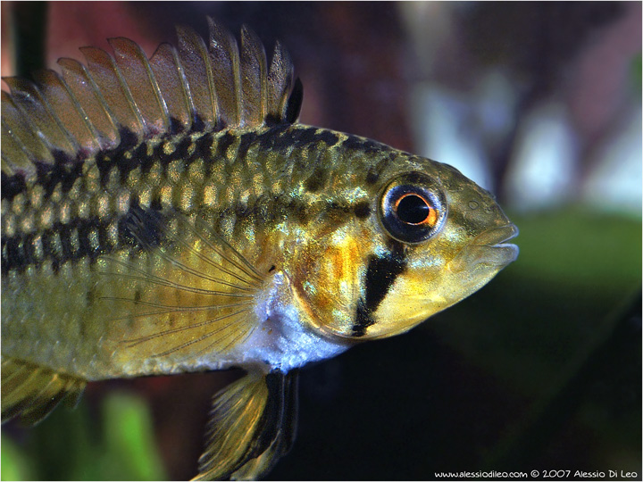 Apistogramma Viejita femmina