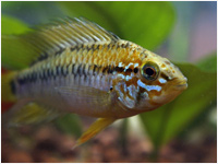 Apistogramma Viejita maschio