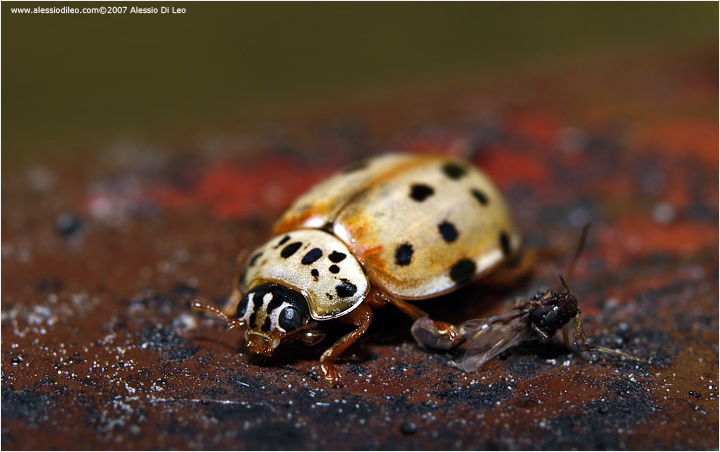 Harmonia quadripunctata