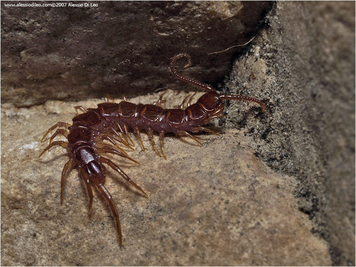 Lithobius variegatus