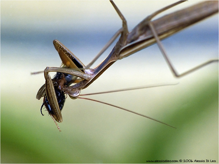 Mantis religiosa mentre si ciba di un moscone