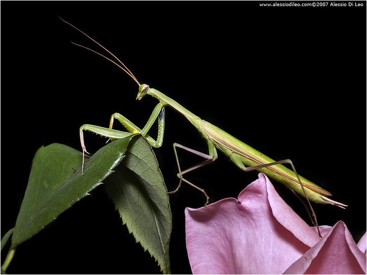 Maschio di Mantis religiosa a caccia di notte 