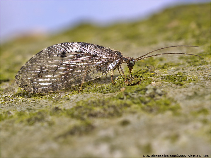 Neuroptero Hemerobiidae