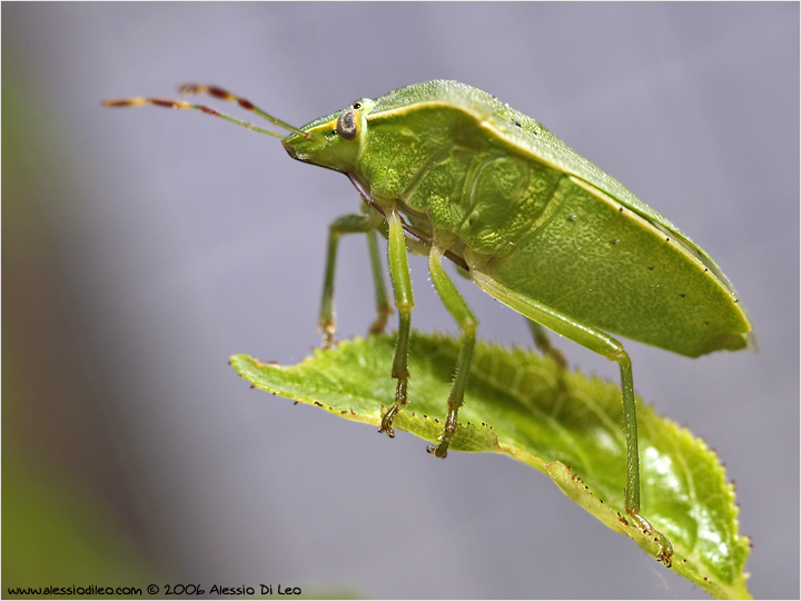 Nezara viridula