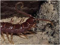 Lithobius variegatus