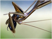 Mantis religiosa mentre si ciba di un moscone