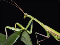 Maschio di Mantis religiosa a caccia di notte