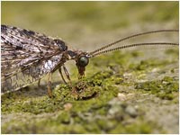 Neuroptero Hemerobiidae