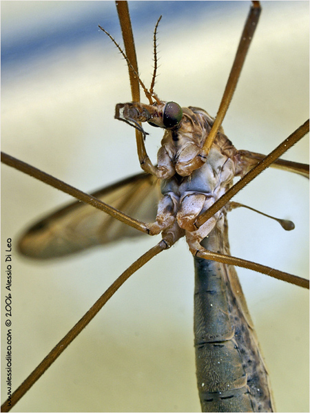 Tipula sp.