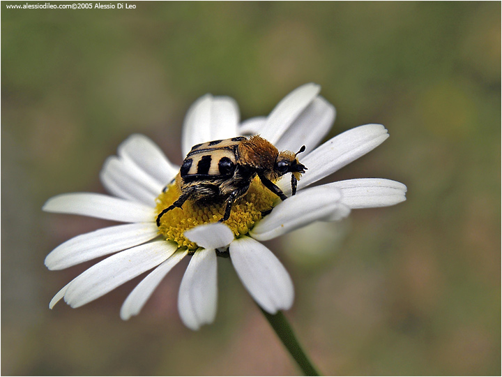Trichius fasciatus