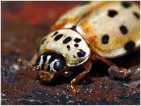 Harmonia quadripunctata