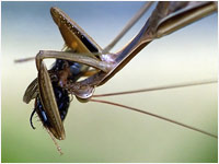 Maschio di Mantis religiosa