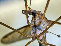Tipula