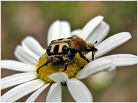 Trichius fasciatus