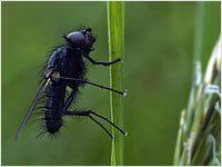 Gasterophilidae