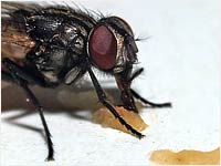 Musca domestica