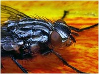 Sarcophaga carnaria