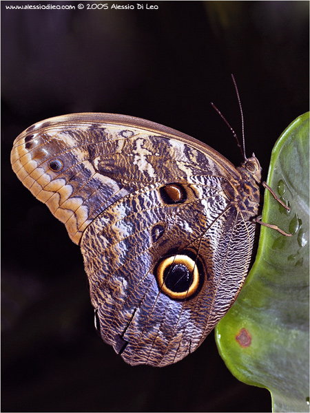 Caligo eurilochus