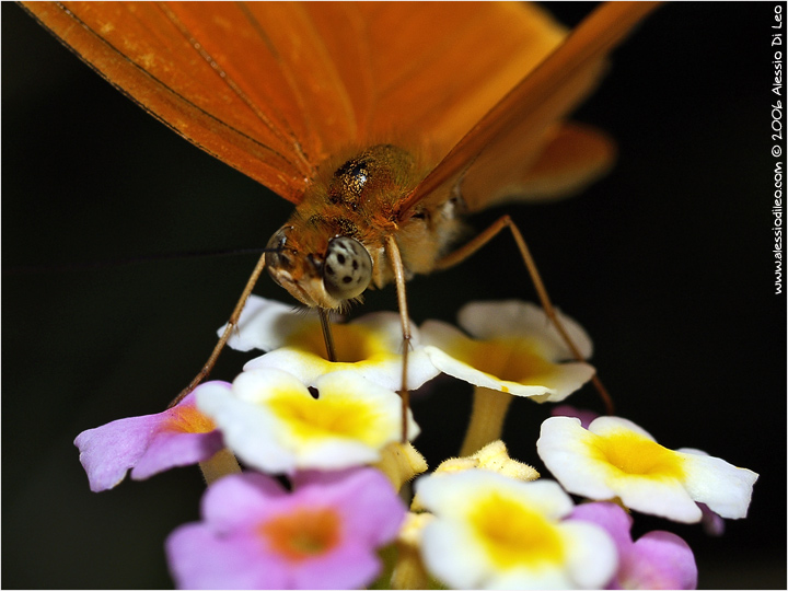 Dryas julia