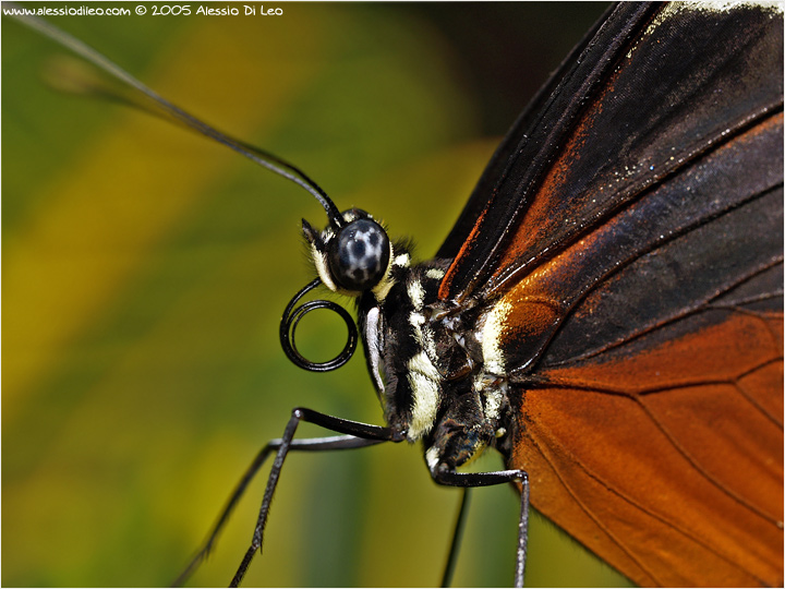 Heliconius hecale