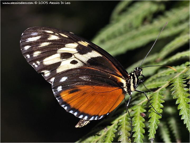 Heliconius hecale