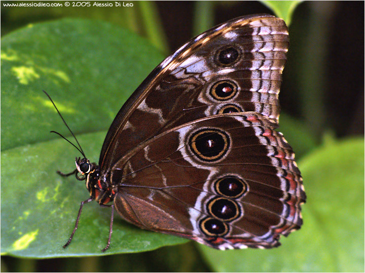 Morpho peleides