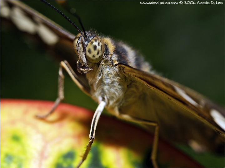 Parthenos sylvia