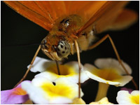 Dryas julia