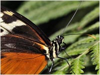 Heliconius hecale