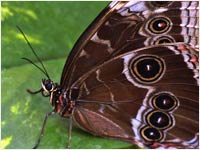 Morpho peleides