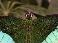 Papilio palinurus