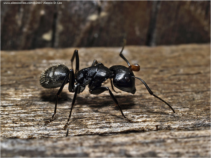 Camponotus vagus soldato con la testa mozzata di un'altra formica rimasta attaccata